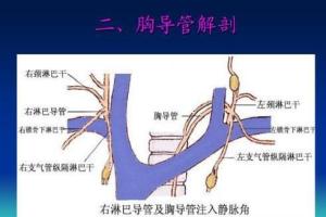 胸导管 - 搜狗百科