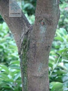灰毛牡荆图册