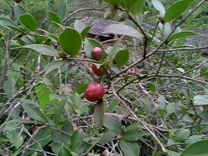 野山茶树（木子树）