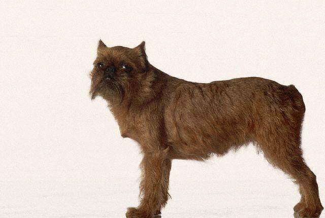 布鲁塞尔格里芬犬 搜狗百科