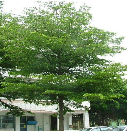 小叶榄