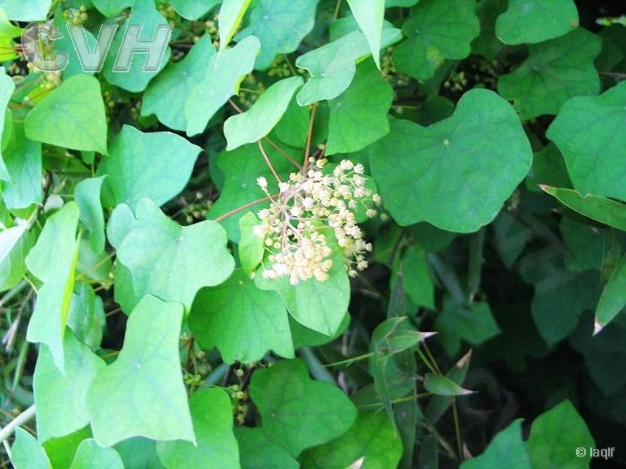 蝙蝠葛 防己科蝙蝠葛属藤本植物 搜狗百科