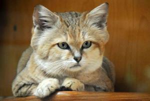 沙丘猫