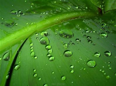 雨打芭蕉