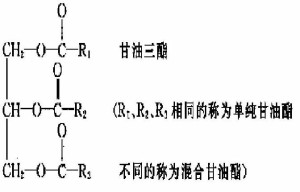 脂类