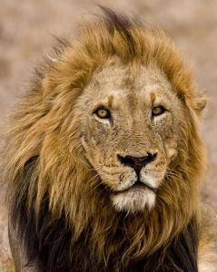 秃尾巴出生于斯巴达狮群,坏男孩联盟成员老四,在萨比