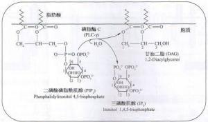 T细胞抗原激活信号转导磷脂酰肌醇途径