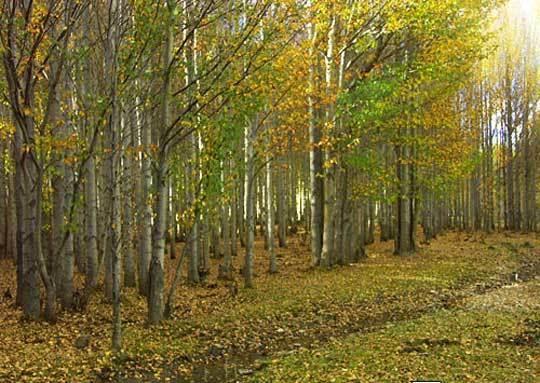 柏杨树是西北最普通的一种树