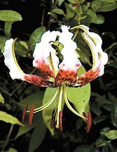 药百合