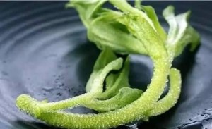 冰草
