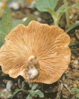 肉色杯伞,伞菌目,白蘑科,杯伞属菌类植物,子实体中等至大型.