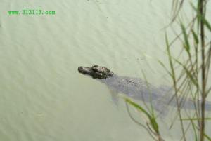 中国扬子鳄村