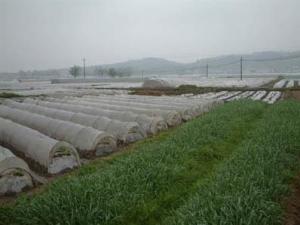 银河镇千亩蔬菜基地