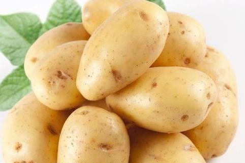 土豆 茄科草本植物 搜狗百科