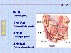 唾液腺