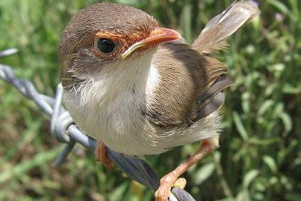 后口动物 搜狗百科