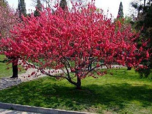 红叶碧桃