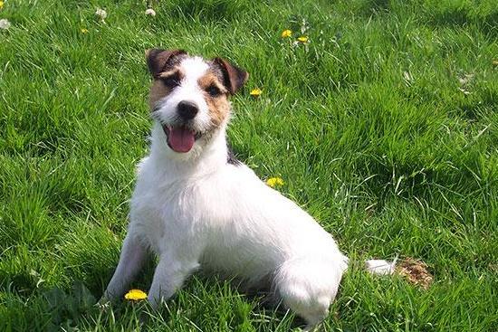 杰克罗素 搜狗百科