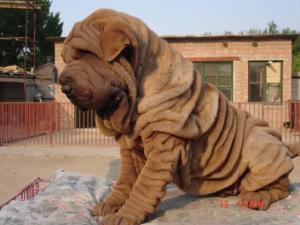沙皮犬
