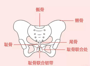 骨盆