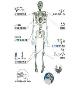 应用在人体中