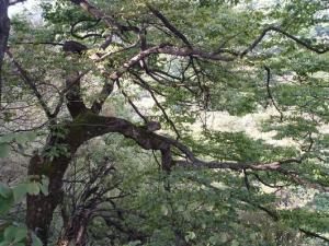 绥阳宽阔水自然保护区