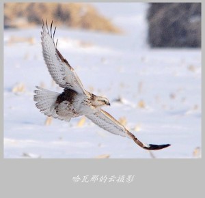 飞翔