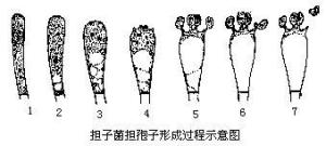 孢子形成过程示意图