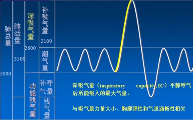 呼吸机吸呼比图片