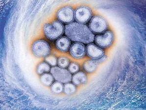 流感病毒