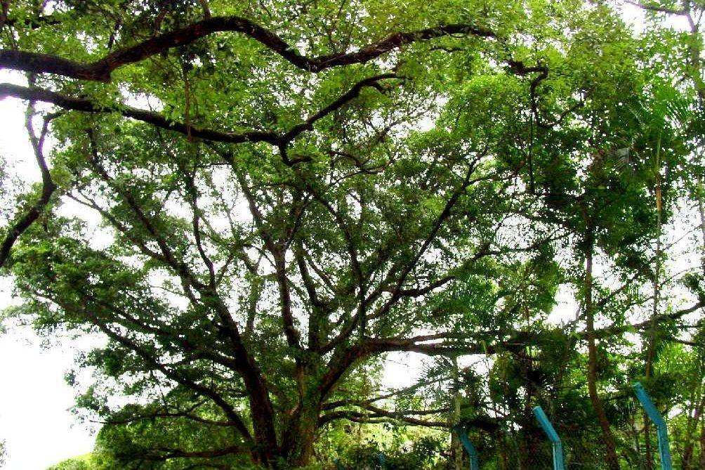 桑科榕属 _ 榕树植物 – 榕屬 – AXOA