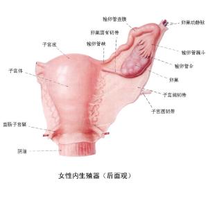 输卵管