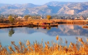 芦荡湿地