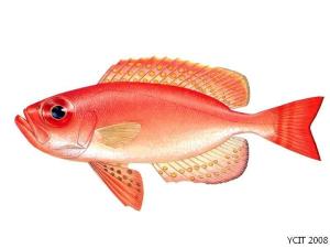 短尾大眼鲷(学名:priacanthusmacracanthus)为大眼鲷科大眼鲷属的鱼类