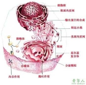 象龟