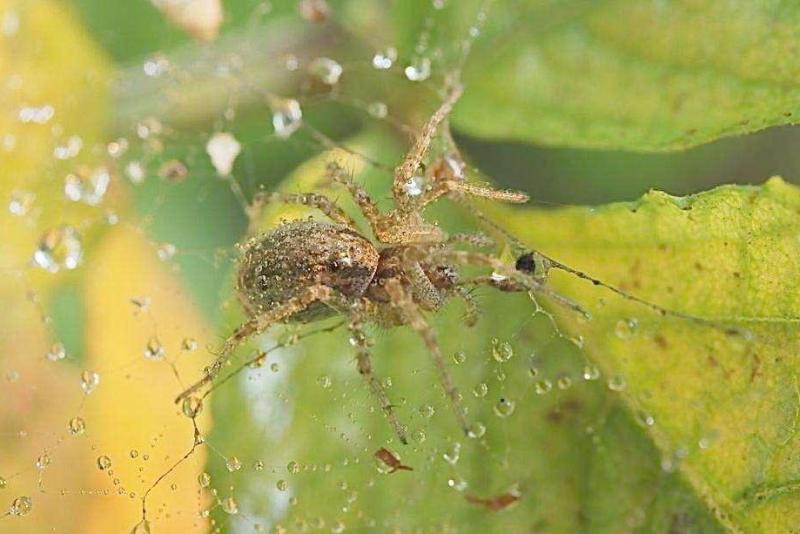 喜蛛 一种长脚蜘蛛别名 搜狗百科