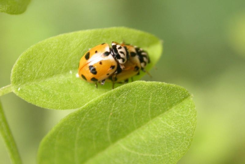 瓢虫多是什么原因 0