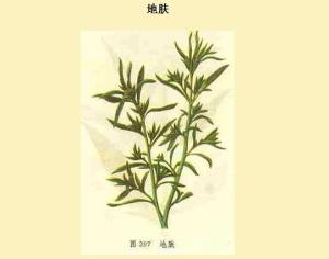 选自本草纲目