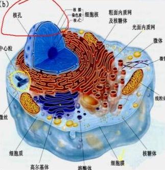 染色質(6)染色質的定義染色體在細胞週期的間期時dna的螺旋結構鬆散