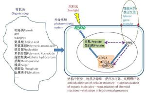图2细胞起源的光合偶联假说