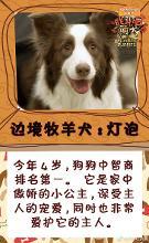 萌犬