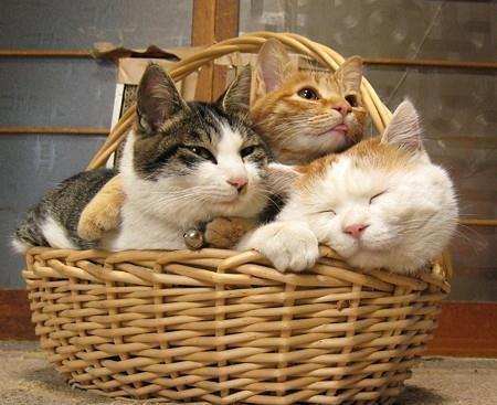 猫婶最后出现在照片里