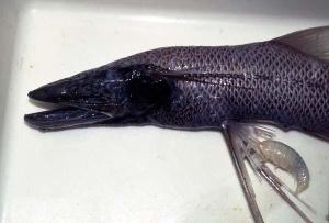 短头深海狗母鱼