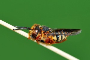 泥蜂