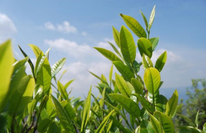 茶树