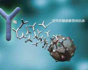 促甲状腺激素受体抗体