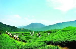 唐溪茶园
