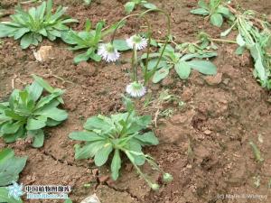 短葶飞蓬图册
