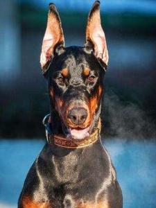 德国笃宾犬