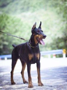 德国笃宾犬